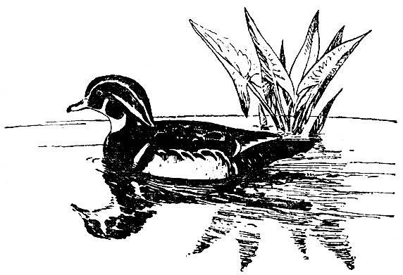 Каролинская утка (Aix sponsa)