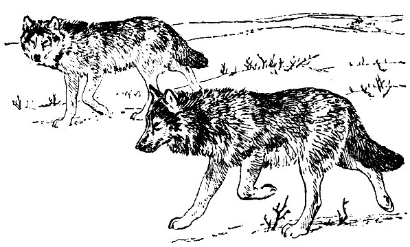 Серый волк (Canis lupus)