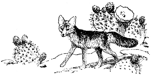 Карликовая и проворная лисица (Vulpes macrotis и Vulpes velox)