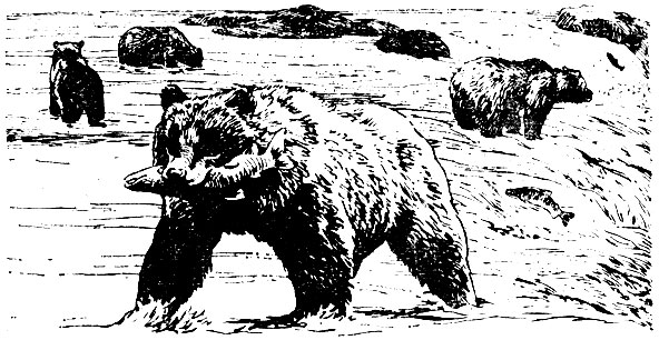 Большой аляскинский бурый медведь (Ursus middendorffi) и его родичи