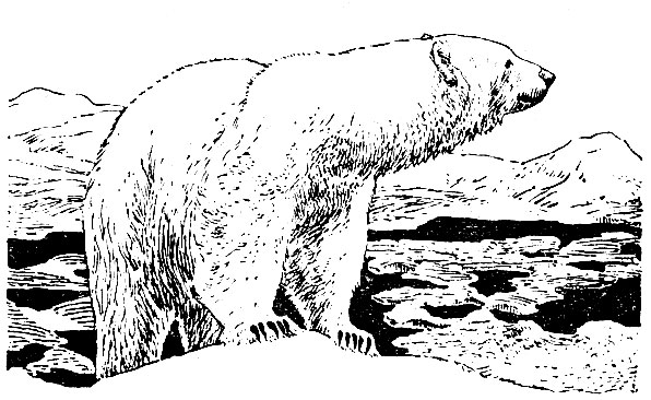 Белый медведь (Thalarctos maritimus)