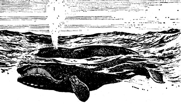 Настоящие киты - южный (Euhalaena glacialis) и японский (Eubalaena sieboldi)