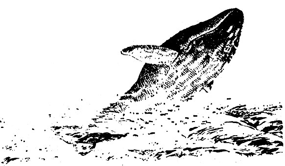 Серый кит (Eschrichtus glaucus)