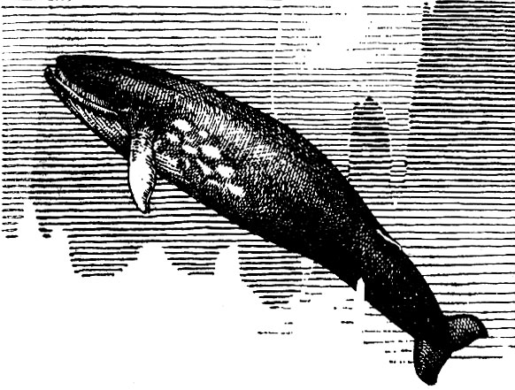 Синий кит (Sibbaldus musculus)