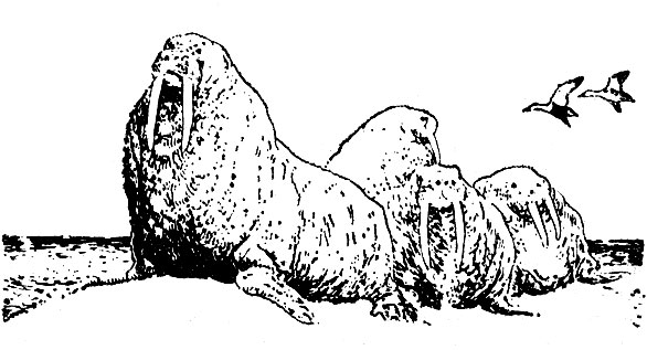 Морж (Odobenus rosmarus)