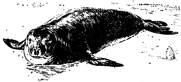 Тропический и гавайский тюлень-монах (Monachus tropicalis и Monachus schauinslandi)