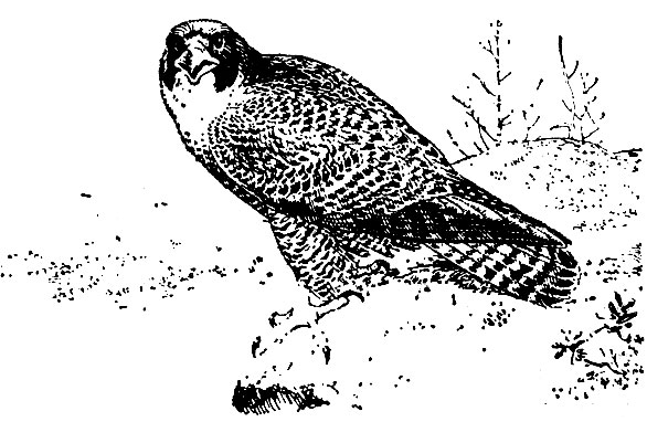 Caпсaн (Falco peregrinus)
