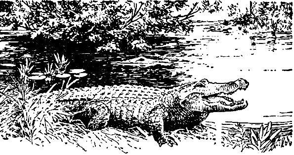 Миссисипский аллигатор (Alligator mississippiensis)