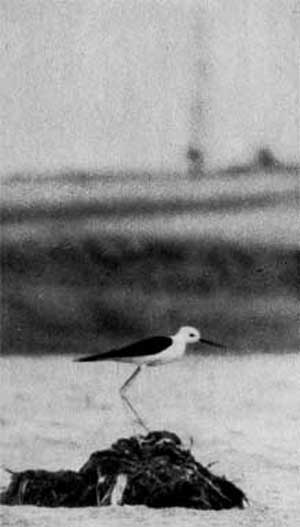 531 Ходулочник