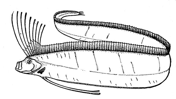 Рис. 12. Сельдяной король.